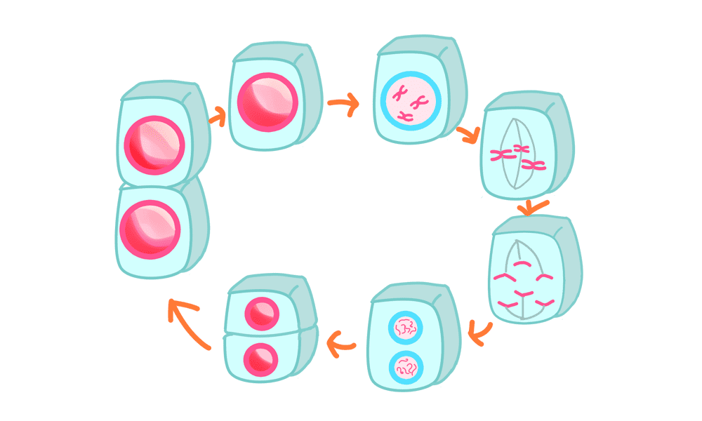 細胞分裂